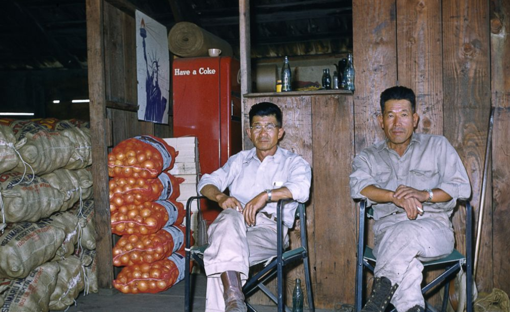 Farm Workers at Work: Root Crops, Cotton, Hay, 1958